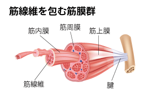 kinmakugun